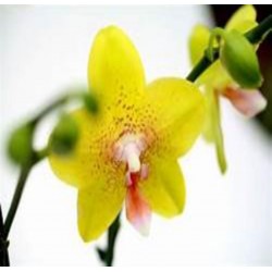 Orchidée jaune