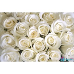 Rose blanche