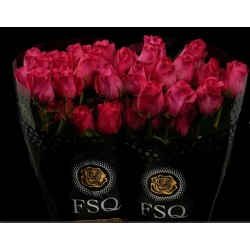 Rose fushia