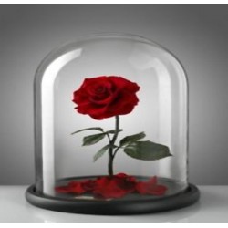 Petite rose éternelle