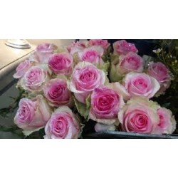 Rose rose pastel