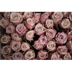 Rose mauve pastel