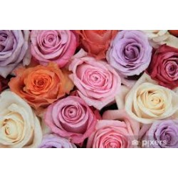 Rose mixte pastel